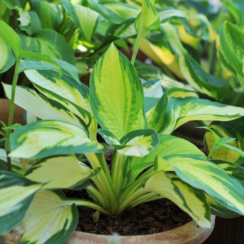 Funkia Hosta 'Color Festival' W DONICZCE 2.0L, żółto zielone liście na Arena.pl