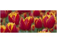 100X40CM PIERZASTE TULIPANY NINA MATTHEWS OBRAZ DREWNO