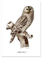 Plakat sowa vintage 30x40 cm