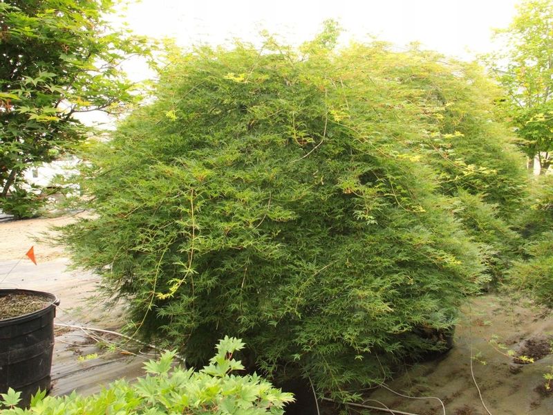 Klon palmowy Emerald Lace 40-60cm C2 zdjęcie 3