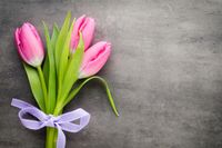 FOTOTAPETA TULIPANY BUKIET SZAROŚĆ 260x180