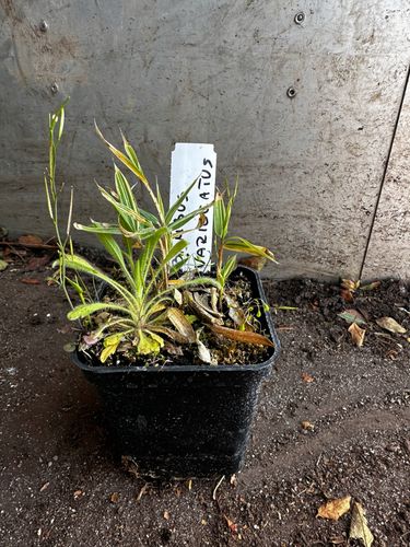 BAMBUS varegiatus sadzonka 5 - 15 cm na Arena.pl