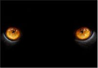 100 70CM OBRAZ PŁÓTNO OCZY PANTERY PŁÓTNO RAMA