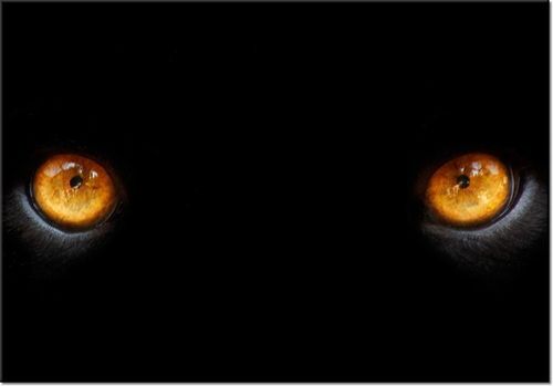 100 70CM OBRAZ PŁÓTNO OCZY PANTERY PŁÓTNO RAMA na Arena.pl