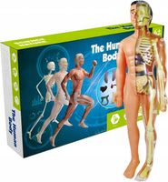 Model Anatomiczny Człowieka 3D Szkielet Organy Edukacyjny Dla Dzieci Nauka