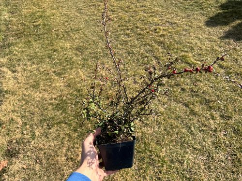 Irga szwedzka 'Ursynów' (Cotoneaster suecicus) Doniczka 1.0L na Arena.pl