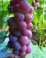 Winorośl 'Swenson Red' (Vitis) w doniczkach P9, wysokość 40-60 cm