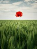 Plakat 30x40cm Samotny Mak na Polu