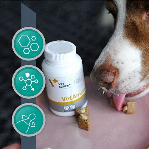 Preparat dla psów i kotów witaminy minerał Vet Expert Vetaminex 60 kapsułek na Arena.pl