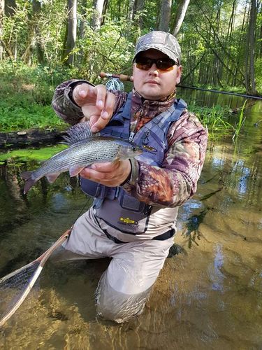 BEZSZWOWE SPODNIOBUTY SOLID TIGER TROUT na Arena.pl