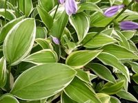 Funkia Hosta GINKO CRAIG Ciemno-lawendowe kwiaty