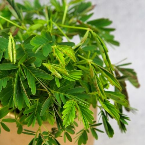 Mimosa Pudica MiMOZA wstydliwa roślinka rozmiar S Bardzo delikatna na Arena.pl