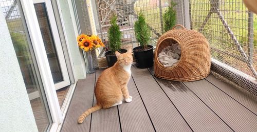 ZESTAW SIATKA NA BALKON 5x3 DLA KOTA WZMOCNIONA DRUCIKIEM BEZ WIERCENIA na Arena.pl