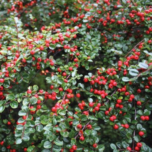 Irga DAMMERA MAJOR 20-40cm Piękny Krzew Płożący na Arena.pl