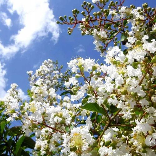 Lagerstroemia biała Alba Nivea 20-40cm P9 na Arena.pl