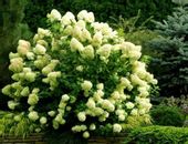 Hortensja bukietowa 'Mega Pearl'  ROZŚWIETLI KAŻDY OGRÓD