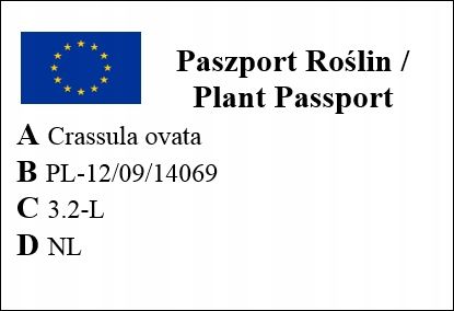 CRASSULA OVATA grubosz jajowaty drzewko szczęścia sukulent rozmiar L na Arena.pl