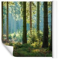 Fototapeta 3D Las Krajobraz NATURA do Sypialni 135x90