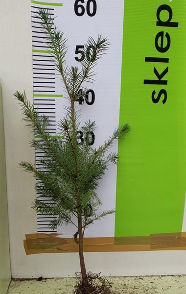 Daglezja Zielona  Pseudotsuga Menziesii  SADZONKI 50/80cm J. Douglasa zdjęcie 5