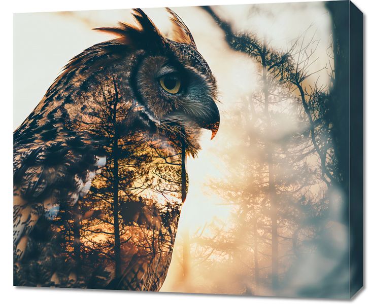 Obraz 70x60cm Sowi Duch zdjęcie 1