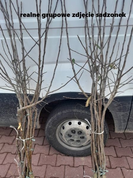 JABŁOŃ JABŁKO IDARED DUŻE I SOCZYSTE OWOCE zdjęcie 4