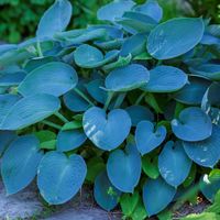 product-compare-57951227