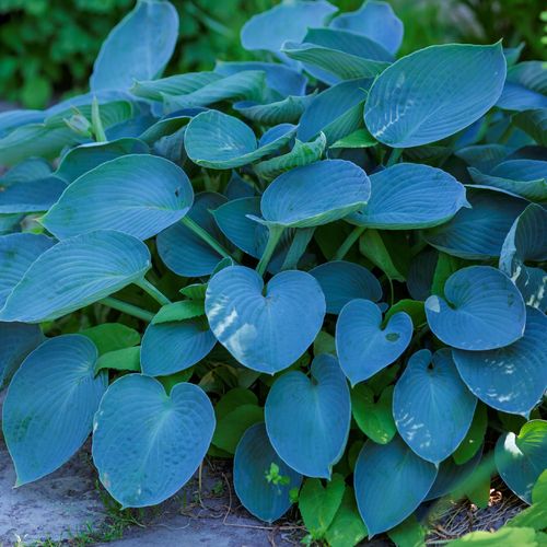 Funkia Hosta 'Halcyon' Doniczka 2.0L Duże Niebieskie liście na Arena.pl