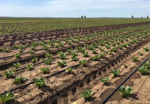 Linia kroplująca 16mm 100m BRĄZOWA kompensacja Super Wydajna Wąż Kropelkowy na Arena.pl