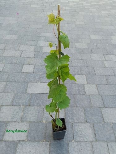 Winorośl 'Swenson Red' (Vitis) w doniczkach P11, wysokość 50-70 cm na Arena.pl