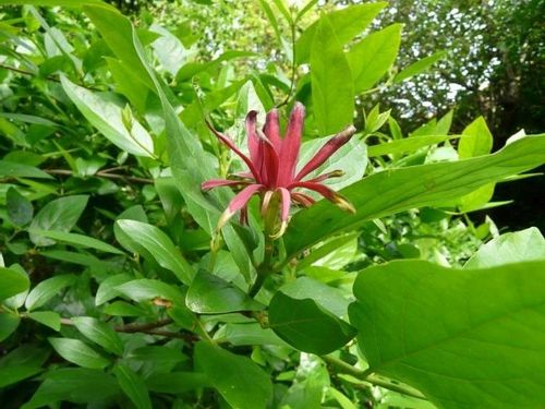 Kielichowiec wonny sadzonki P9 na Arena.pl