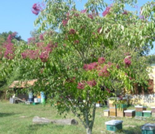 EWODIA CHIŃSKA Evodia hupehensis NASIONA 2000 sztuk - 10g. na Arena.pl