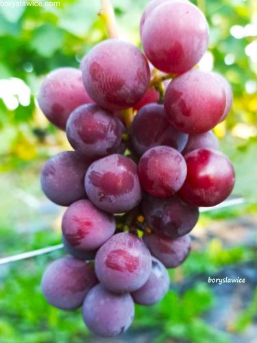 Komplet 6 odmian winorośli (Vitis) w doniczkach P9, wysokość 40-60 cm na Arena.pl