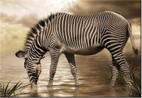 100 70CM OBRAZ PŁÓTNO ZEBRA WODOPOJU PŁÓTNO RAMA