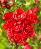 Pigwowiec japoński Red Joy PIĘKNE KWIATY i owoce