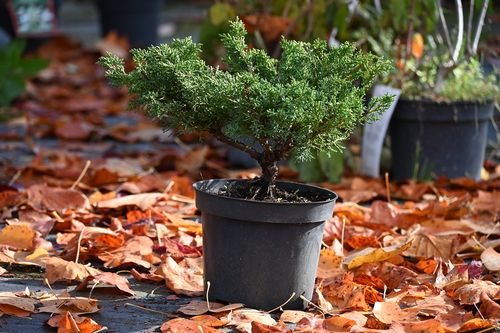 Jałowiec chiński Shimpaku - Juniperus chinensis 0047 na Arena.pl