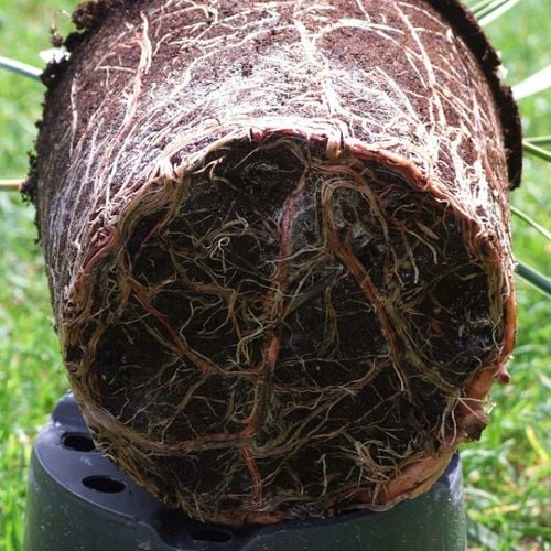 Klon Palmowy ATROPURPUREUM Sadzonka 1L na Arena.pl