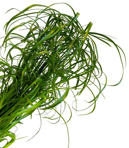 CIBORA Zmienna (Cyperus alternifolius) Papirus na Arena.pl