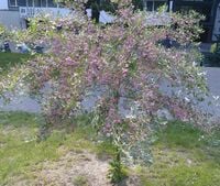 SŁONISZ SZCZEPIONY NA PNIU DUŻA SADZONKA MIODODAJNA 140 CM