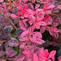 Berberys Thunberga 'Inspiration' Pstry Variegata (Berberis thunbergii)