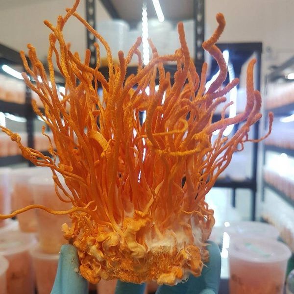 Polska Ashwagandha i Cordyceps Ollywell Krople Silny ekstrakt Adaptogen zdjęcie 10