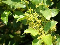 C2 SZAKŁAK POSPOLITY RHAMNUS CATHARICUS MIODODAJNY