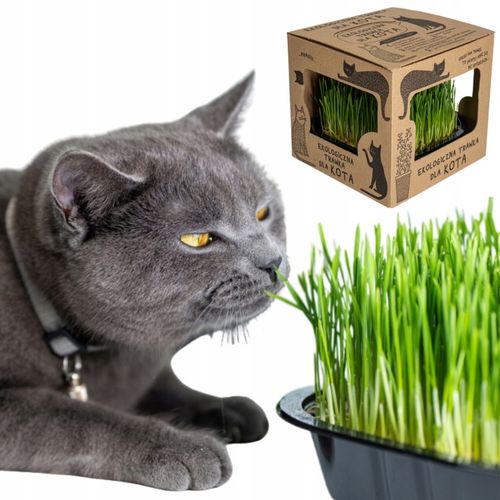 2x EKO Trawka Dla Kota Trawa Odkłaczająca Przysmak EKOLOGICZNA WYROŚNIĘTA na Arena.pl
