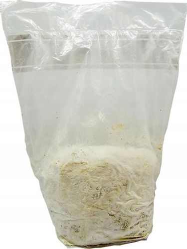 SOPLÓWKA JEŻOWATA gotowe podłoże 3kg GRZYBNIA na Arena.pl