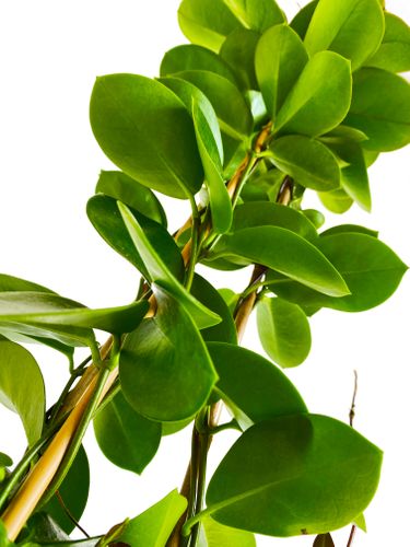 Hoya hoja AUSTRALIJSKA 65 cm na Arena.pl