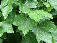 Bluszcz irlandzki Hedera hibernica Ładne sadzonki w doniczkach