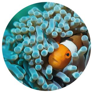 WallArt Okrągła fototapeta Nemo the Anemonefish, 142,5 cm