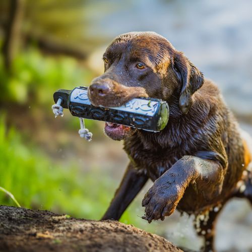 Zabawka do aportowania 380g Flasher na Arena.pl