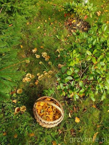 RYDZE żywa grzybnia MLECZJ RYDZ 120ml na Arena.pl