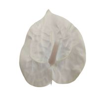 Anturium wyrobowe kremowe 24 szt