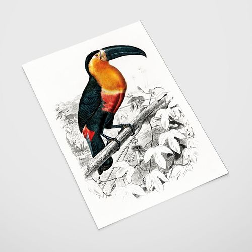 Plakat tukan ilustracja 50x70 cm na Arena.pl